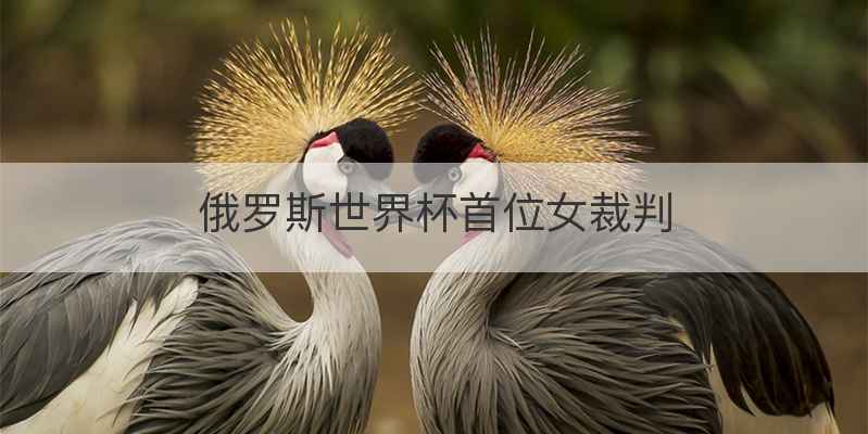 俄罗斯世界杯首位女裁判