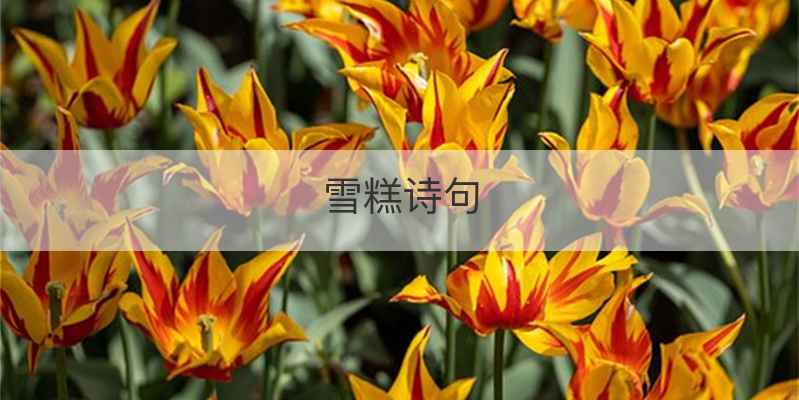 雪糕诗句