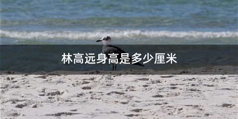 林高远身高是多少厘米