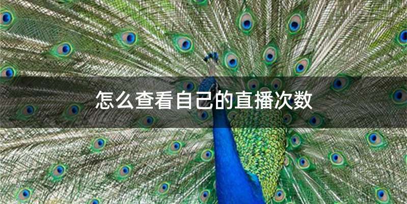 怎么查看自己的直播次数