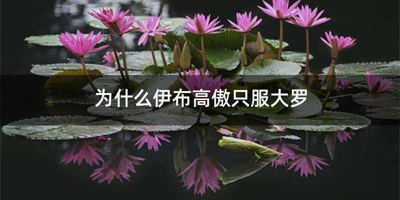 为什么伊布高傲只服大罗