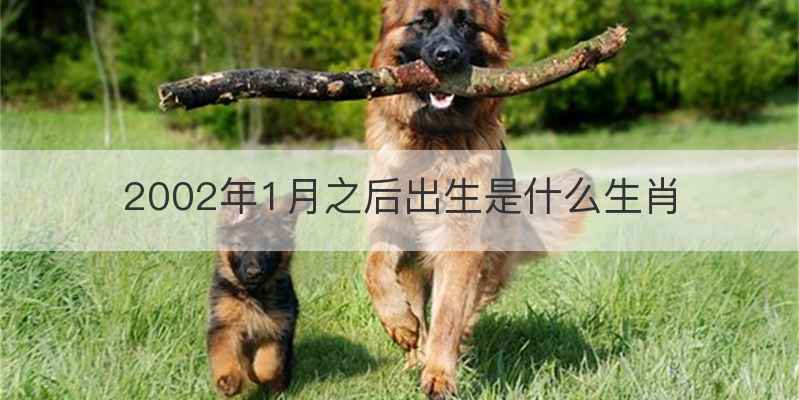 2002年1月之后出生是什么生肖