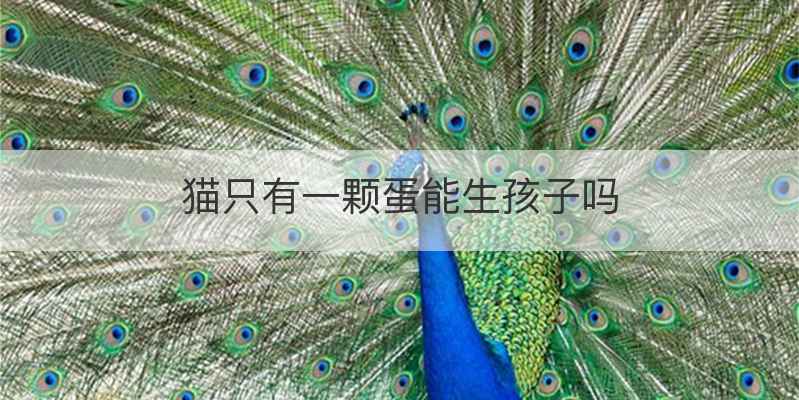 猫只有一颗蛋能生孩子吗
