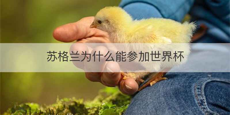 苏格兰为什么能参加世界杯