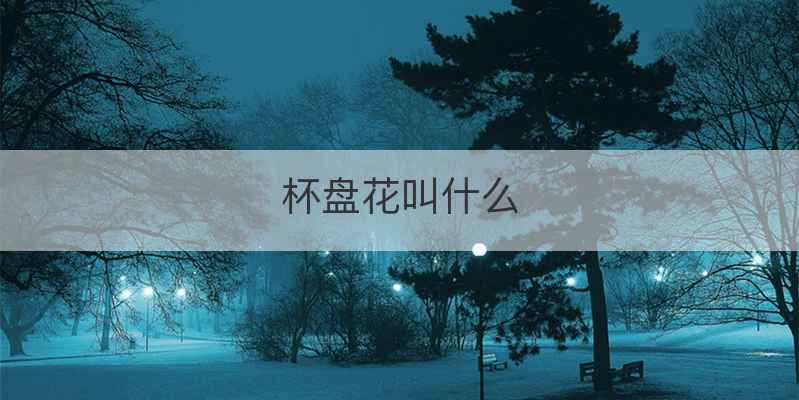 杯盘花叫什么