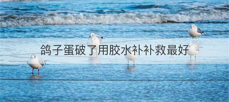 鸽子蛋破了用胶水补补救最好