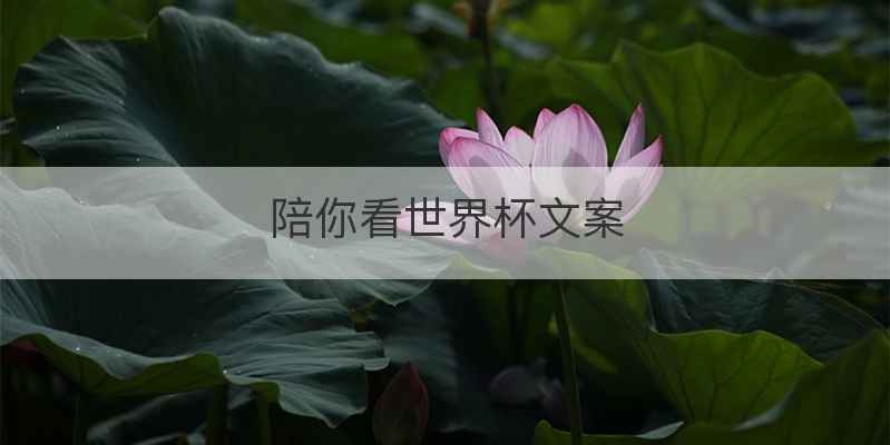 陪你看世界杯文案