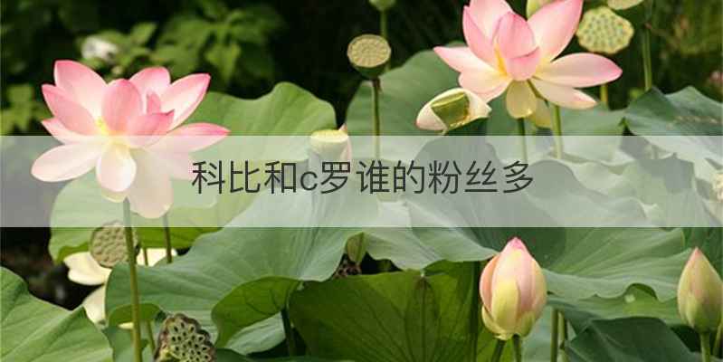 科比和c罗谁的粉丝多