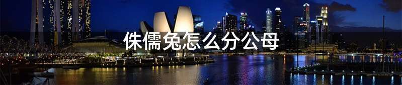 侏儒兔怎么分公母