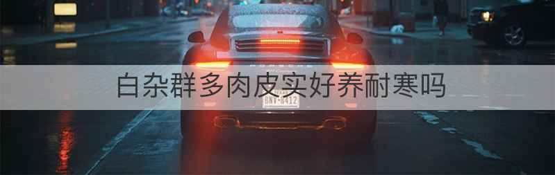 白杂群多肉皮实好养耐寒吗