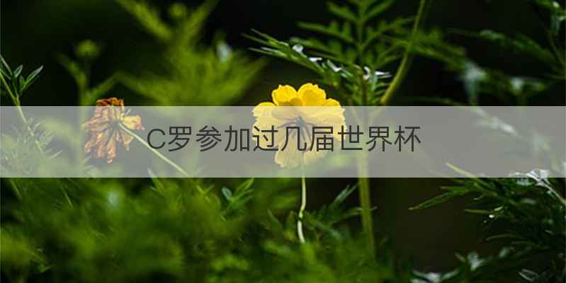 C罗参加过几届世界杯