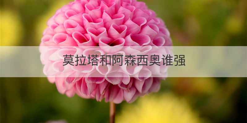 莫拉塔和阿森西奥谁强