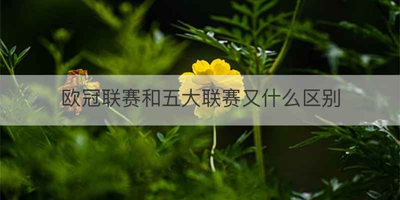 欧冠联赛和五大联赛又什么区别