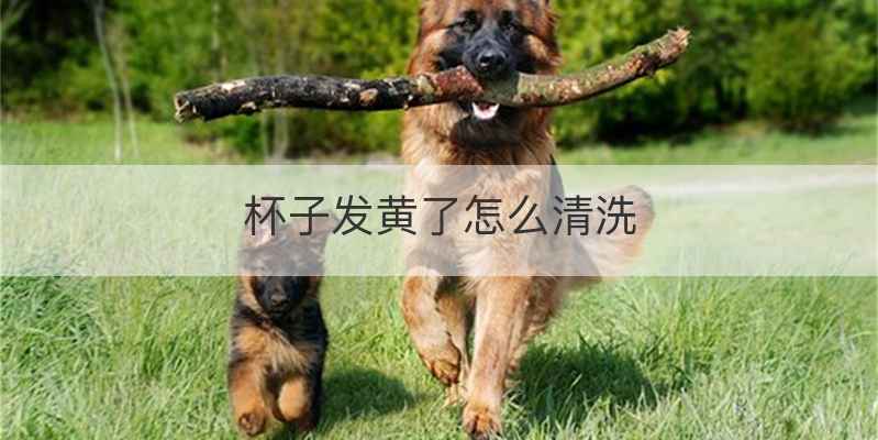 杯子发黄了怎么清洗