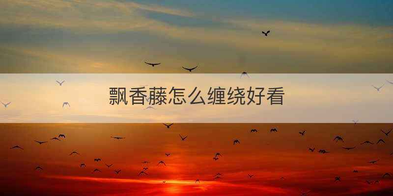 飘香藤怎么缠绕好看