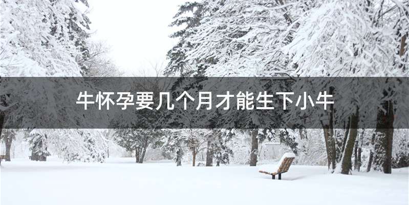 牛怀孕要几个月才能生下小牛