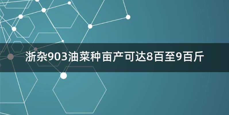 浙杂903油菜种亩产可达8百至9百斤