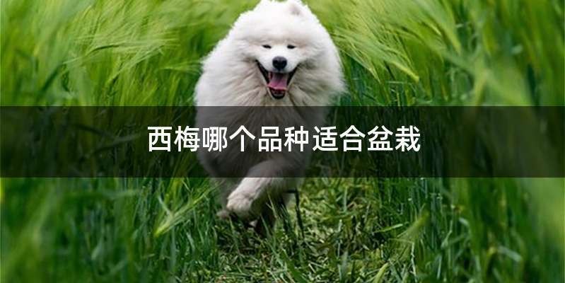 西梅哪个品种适合盆栽