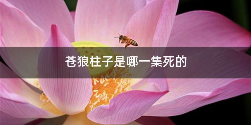 苍狼柱子是哪一集死的