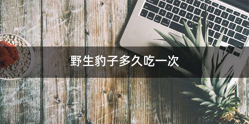 野生豹子多久吃一次