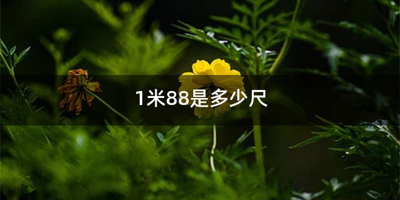 1米88是多少尺