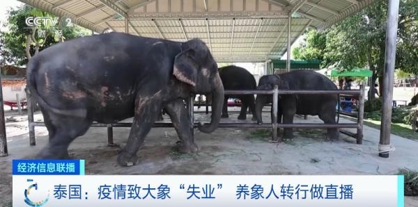 游客断崖式下降：泰国大象“失业” 只能靠直播赚钱 费用少的可怜