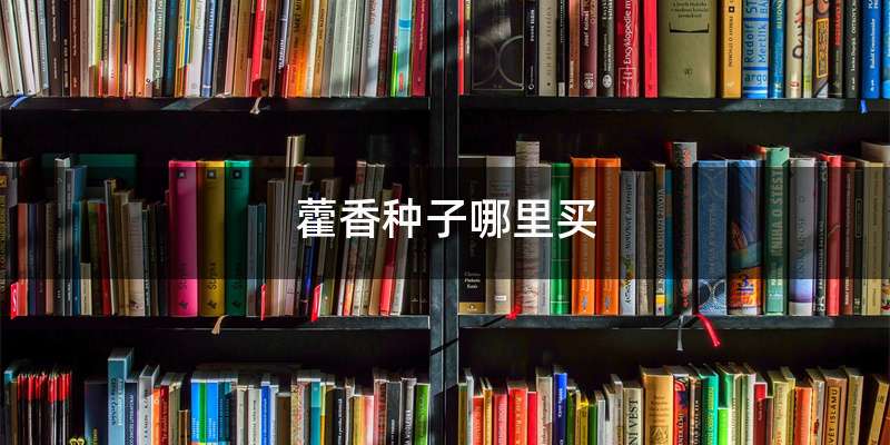 藿香种子哪里买