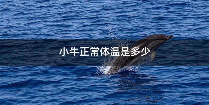 小牛正常体温是多少