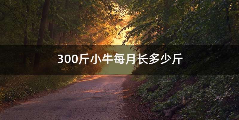 300斤小牛每月长多少斤