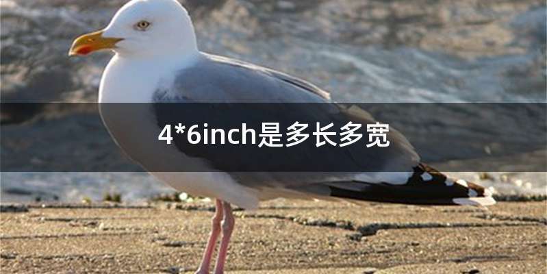 4*6inch是多长多宽