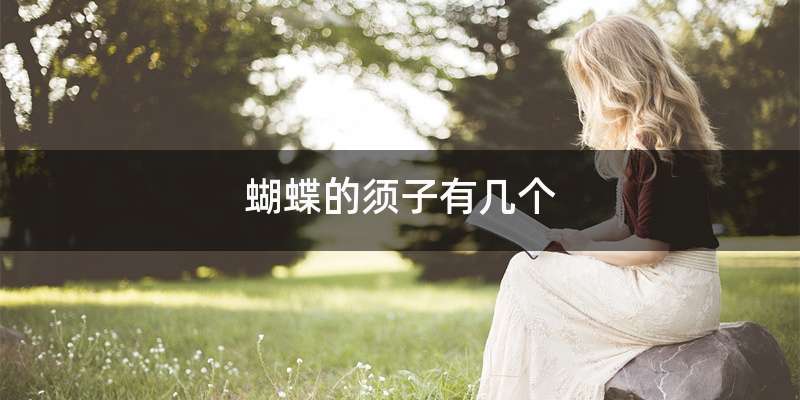 蝴蝶的须子有几个