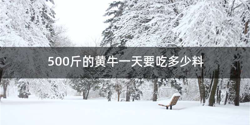 500斤的黄牛一天要吃多少料
