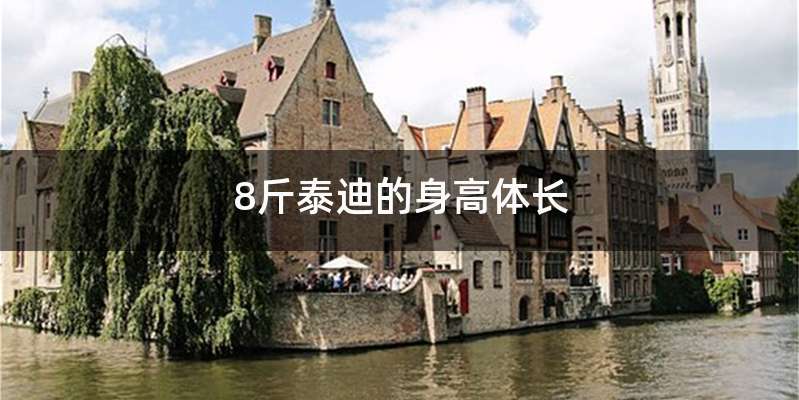 8斤泰迪的身高体长