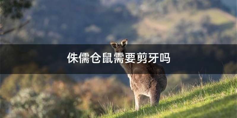 侏儒仓鼠需要剪牙吗