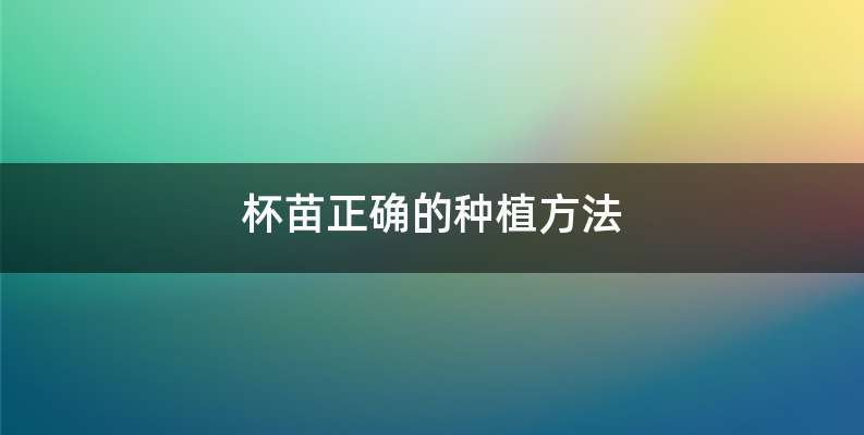 杯苗正确的种植方法