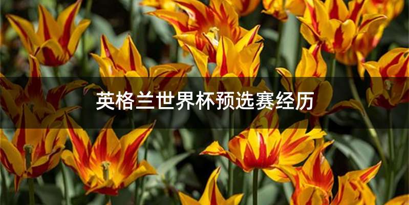 英格兰世界杯预选赛经历