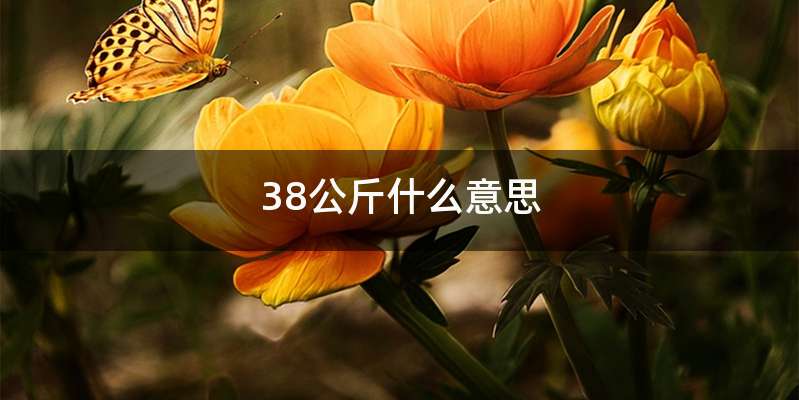 38公斤什么意思