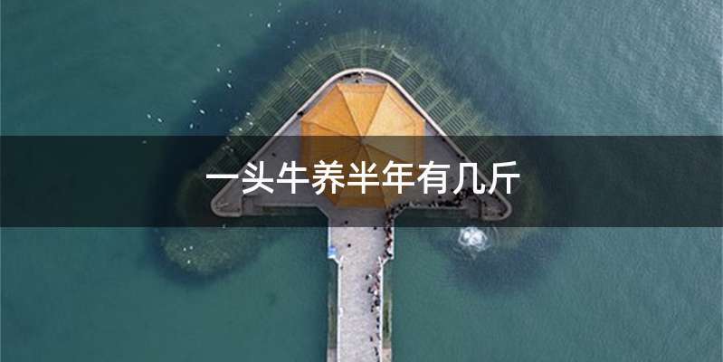 一头牛养半年有几斤