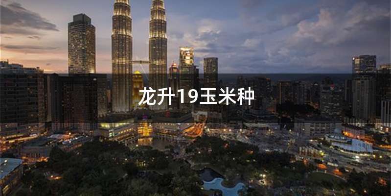 龙升19玉米种