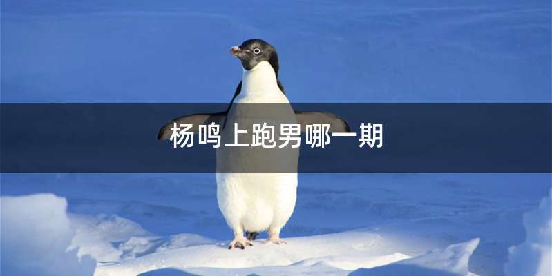 杨鸣上跑男哪一期