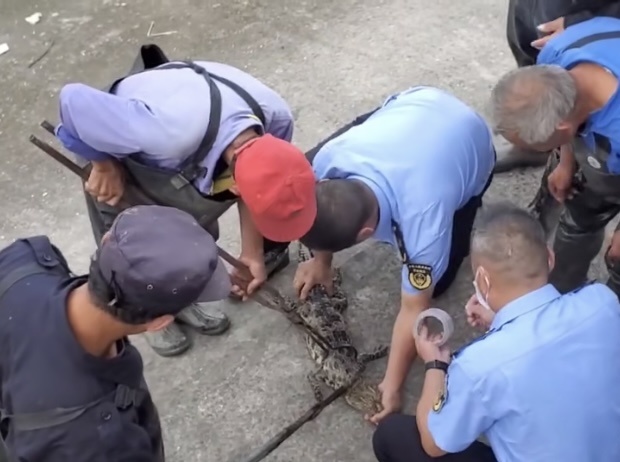 上海黄浦江暹罗鳄被抓住了，已交由专业人员进行看管饲养(图1)