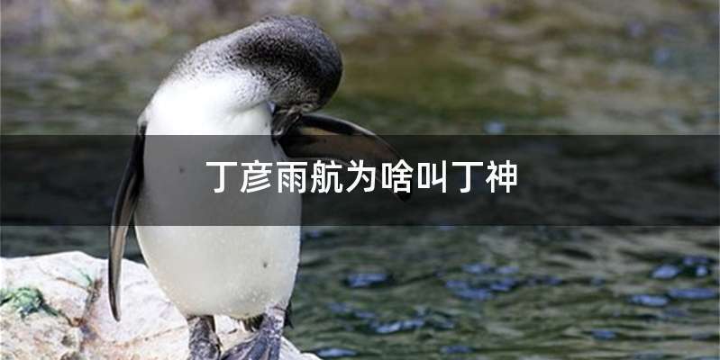 丁彦雨航为啥叫丁神