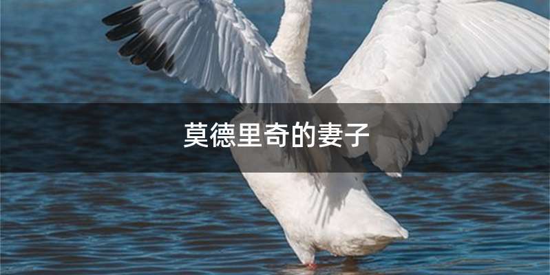 莫德里奇的妻子