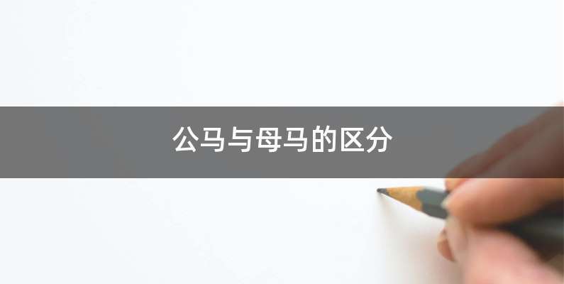 公马与母马的区分
