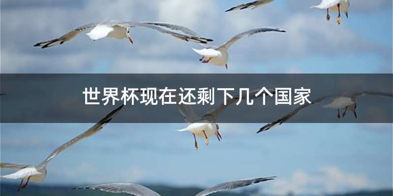 世界杯现在还剩下几个国家