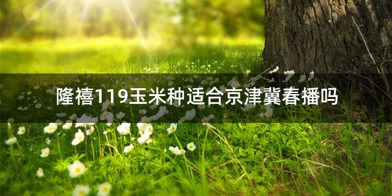 隆禧119玉米种适合京津冀春播吗