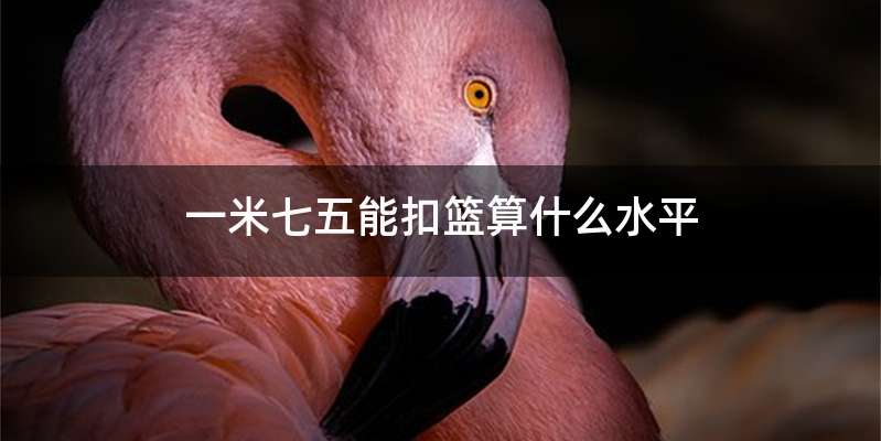 一米七五能扣篮算什么水平