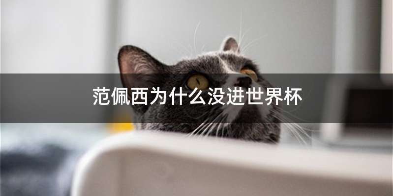 范佩西为什么没进世界杯