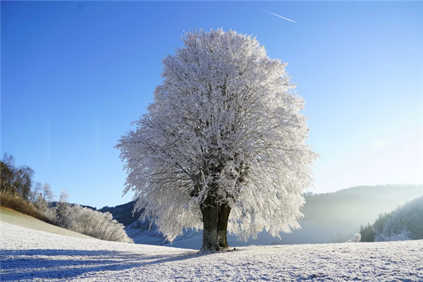 大范围寒潮预警发布：多地已加入下雪群聊