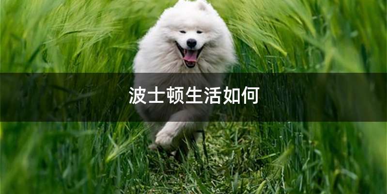 波士顿生活如何